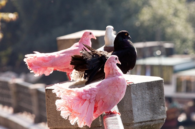 韦德和克里 韦德和克里